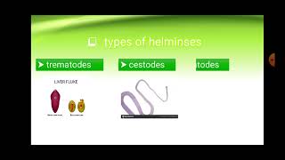 parasitology intro  lec1 shistosoma mansoni [upl. by Lucila]