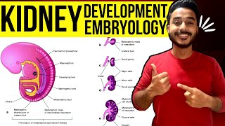 development of kidney embryology  kidney development embryology  development of renal system [upl. by Ammej874]