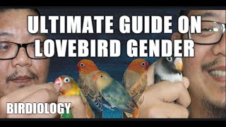 HOW TO KNOW THE GENDER OF AFRICAN LOVEBIRDS [upl. by Ayahsal]