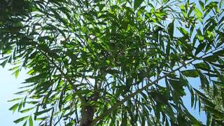 Caryota maxima Himalayana or Himalaya Palm [upl. by Annayar]