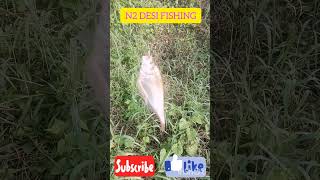 Fishing Notopterus fish to earthworm💥 short fishing fishing video [upl. by Odlanar]