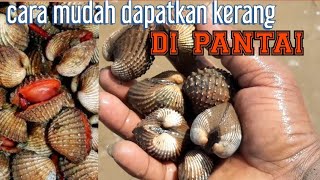 Cara mencari kerang di pantai berlumpur [upl. by Rima]