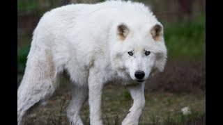 13 Things worth knowing about the ARCTIC WOLF [upl. by Viddah571]