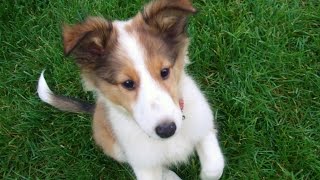 Cute sheltie puppy growing up [upl. by Stanwinn]