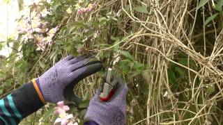 Pruning Clematis [upl. by Lowell]