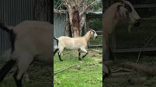 Mommy goat🐐 goat shorts reels viralvideo viralshorts automobiletrending tiktok trend [upl. by Notliw709]