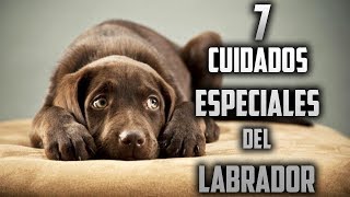 Cuidados para un Labrador Retriever  Top 7 Cuidados Especiales para un Labrador Retriever [upl. by Lrad]