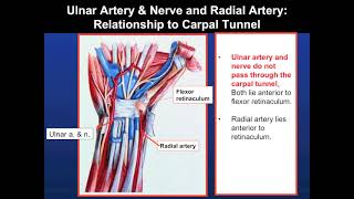 Anatomy of the Upper Limb 66 The Hand [upl. by Ailaro]