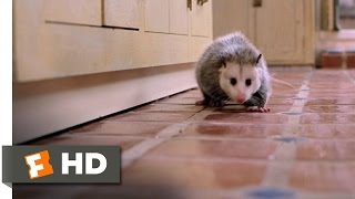 How To Remove A Possum From A TrailerWithout Touching It [upl. by Annocahs762]