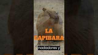 Explorando la vida de la Capibara  El roedor más grande del mundo  Animales [upl. by Eronaele]