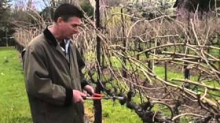 How to Prune a Grape Vine [upl. by Ayinat]