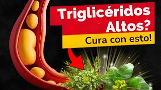 🌿2 PLANTAS IMPLACABLES para TRIGLICÉRIDOS ALTOS🔥 [upl. by Yorle]