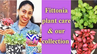 FITTONIA PLANT CARE MALAYALAM VARIETIESHANGING PLANTS NERVE PLANT CARE TIPSplant care Malayalam [upl. by Ruyam]