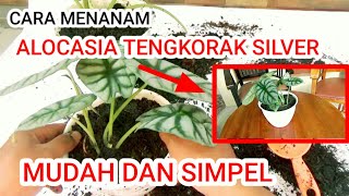 cara menanam Alokasiaalocasia silver [upl. by Rovaert]