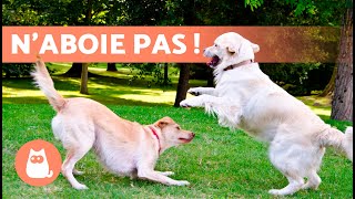 COMMENT ARRÊTER les ABOIEMENTS de mon CHIEN 🐶🔊 SOLUTIONS EFFICACES ✅ [upl. by Valentin]