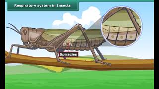 Respiratory system in Insects  Class 7  Science [upl. by Kinna]