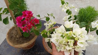 Tips for growing bougainvillea in containers [upl. by Anera]