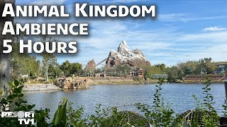 5 Hours of Animal Kingdom Ambience  Relaxing Screensaver  Walt Disney World Windows [upl. by Kerrie82]