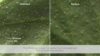 Ventigra® Insecticide  Nymph Whitefly Time Lapse [upl. by Gnohp305]