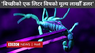 Scorpion venom पाकिस्तानको मरुभूमिमा विषालु बिच्छी खोज्दै वैज्ञानिकहरू  BBC Nepali Sewa [upl. by Natsyrt534]