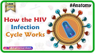 How the HIV Infection Cycle Works  Animated microbiology [upl. by Azelea794]