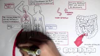 Mucosal Immunity Overview [upl. by Assele]