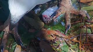 SEA EAGLE CAM BirdLife AUSTRALIA [upl. by Urina678]