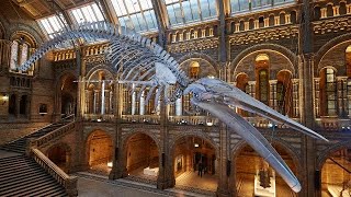 متحف التاريخ الطبيعي، لندن  London NHM [upl. by Nhguaved83]