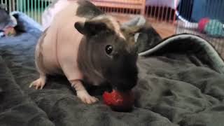 strawberry 🍓 guineapig piggy guineapiggy guineapigslove guineapiggies rodent skinnypig cute [upl. by Ivonne622]