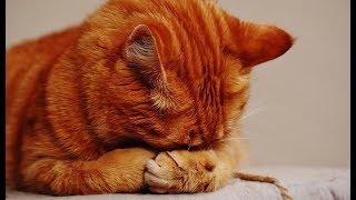 LA MEJOR MÚSICA Para Gatos Y Perros Inquietos O Nerviosos 💛 Muy Dulce Musicoterapia Para Dormir [upl. by Haneekas242]