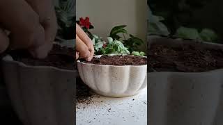 care tips for fittonia plant [upl. by Delastre600]