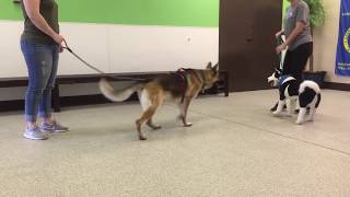 German Shepherd Dog Temperament Test [upl. by Ebner]