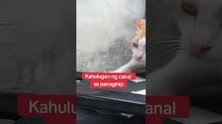 Kahulugan ng kanal sa panaginip kanal kanalsapanaginip kahuluganngkanalsapanaginip [upl. by Rubetta]