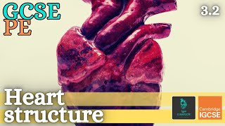 GCSE PE  HEART amp CARDIAC CYCLE  Anatomy and Physiology Circulatory System  32 [upl. by Ignacia916]