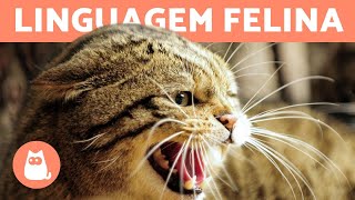 LINGUAGEM DOS GATOS como entender seus sinais e posturas [upl. by Avrenim77]