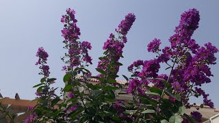 How to grow lagerstroemia plant crape myrtle care tips and easy method urdu Hindi باغات کی رونق [upl. by Hsitirb931]