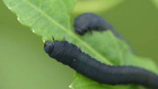 Turnip Sawfly Larvae Eating Leaves カブラハバチ幼虫の群れがイヌガラシの葉を食害 [upl. by Acirrehs]