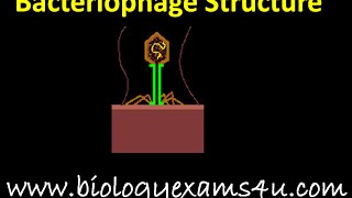 Bacteriophage Structure [upl. by Nalhsa115]