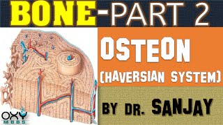 BONE PART 2  OSTEON HAVERSIAN SYSTEM [upl. by Wayolle]