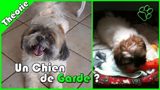 TOUT SAVOIR SUR LE LHASSA APSO [upl. by Hinda]