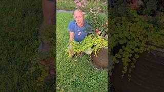 Creeping Jenny lysimachia nummular nativeplants gardening permaculture hangingbasket explore [upl. by Sidonia]