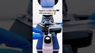 Sperm 🤫 Under microscope 😲🔬 part 2 shorts science microscope [upl. by Asare]