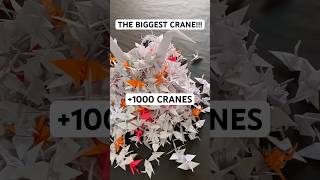 THE BIGGEST ORIGAMI CRANE TUTORIAL  DIY FULLSIZED ORIGAMI CRANE STEP BY STEP 1000 ORIGAMI CRANES [upl. by Ulda]