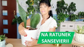 Sansevieria  Masoniana Co z nią nie tak  rośliny sansevieria [upl. by Ardnoid]