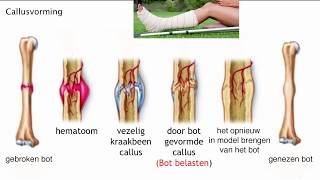 Lengte en breedtegroei van de botten en callusvorming [upl. by Amehsyt348]