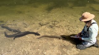 Hand Feeding New Zealand River Monsters “Eels” backcountry trout fishing [upl. by Tamanaha497]