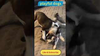 Playful cute lovable dogs cutedog dogmusic puppy doglifeisgood doglover pets shorts [upl. by Yaned897]