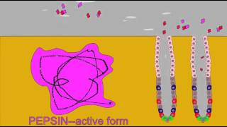 DIGESTIVE ENZMES PEPSINOGEN AND PEPSIN [upl. by Ardnasxela61]