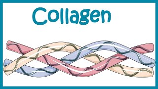 Collagen  Structure classification biosynthesis and clinical importance [upl. by Zetes]