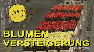 AALSMEER  Blumenversteigerung [upl. by Aihtnis511]